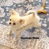  Duncan, a male Chihuahua for sale in Purvis, MS – Photo 1 of 8