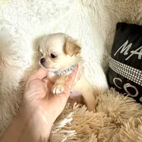  Duncan, a male Chihuahua for sale in Purvis, MS – Photo 6 of 8