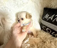  Duncan, a male Chihuahua for sale in Purvis, MS – Photo 4 of 6