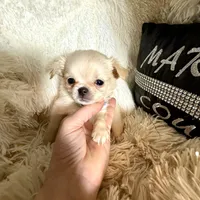  Duncan, a male Chihuahua for sale in Purvis, MS – Photo 5 of 8