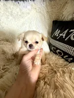  Duncan, a male Chihuahua for sale in Purvis, MS – Photo 3 of 6