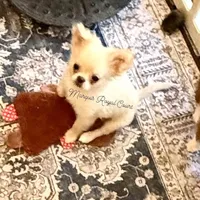  Duncan, a male Chihuahua for sale in Purvis, MS – Photo 2 of 8