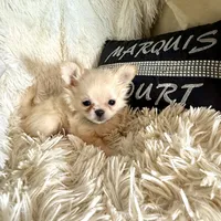  Duncan, a male Chihuahua for sale in Purvis, MS – Photo 4 of 8