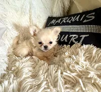  Duncan, a male Chihuahua for sale in Purvis, MS – Photo 2 of 6