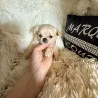  Duncan, a male Chihuahua for sale in Purvis, MS – Photo 8 of 8