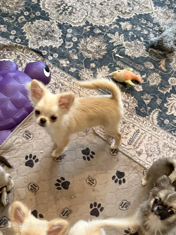  Duncan – Chihuahua puppy for sale in Purvis, MS