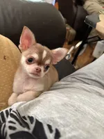 Tiny Lenny, a male Chihuahua for sale in Purvis, MS – 5 of 5