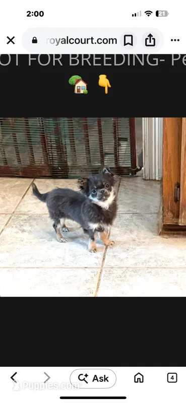 Bree – Chihuahua puppy for sale in Purvis, MS
