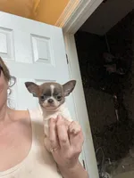 Lucky -Blue Brindle, a male Chihuahua for sale in Purvis, MS – 3 of 7