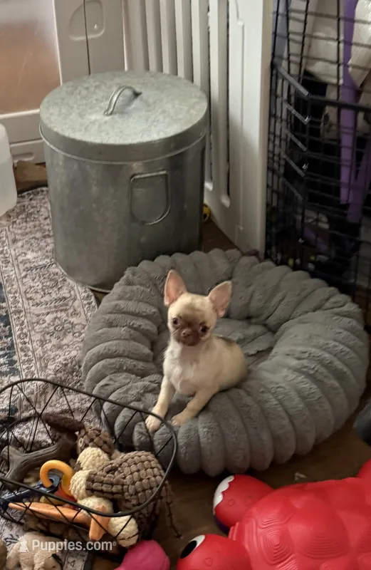 Tiny Elly – Chihuahua puppy for sale in Purvis, MS
