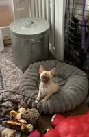 Tiny Elly, a female Chihuahua for sale in Purvis, MS – 1 of 7