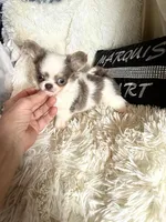 Tiny Sunny, a male Chihuahua for sale in Purvis, MS – Photo 2 of 4