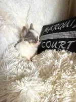 Tiny Sunny, a male Chihuahua for sale in Purvis, MS – Photo 4 of 4