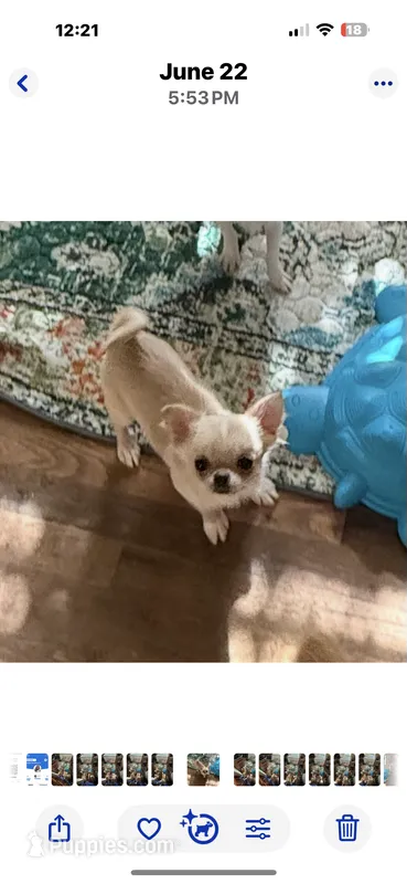 X tiny Barley  – Chihuahua puppy for sale in Purvis, MS