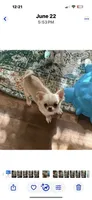 X tiny Bearly, a male Chihuahua for sale in Purvis, MS – 1 of 9