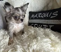 Tiny Brody, a male Chihuahua for sale in Purvis, MS – 5 of 7