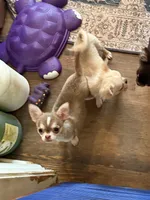 Tiny Lenny, a male Chihuahua for sale in Purvis, MS – 2 of 5