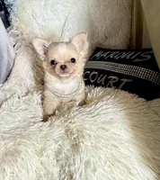 Tiny Beau, a male Chihuahua for sale in Purvis, MS – Photo 4 of 8