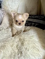 Tiny Beau, a male Chihuahua for sale in Purvis, MS – Photo 2 of 8