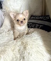 Tiny Beau, a male Chihuahua for sale in Purvis, MS – Photo 1 of 8