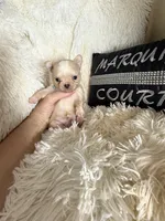 Tiny Beau, a male Chihuahua for sale in Purvis, MS – Photo 7 of 8