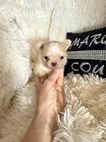 Tiny Beau, a male Chihuahua for sale in Purvis, MS – Photo 6 of 8