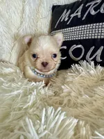 Tiny Beau, a male Chihuahua for sale in Purvis, MS – Photo 8 of 8