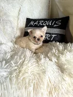 Tiny Beau, a male Chihuahua for sale in Purvis, MS – Photo 5 of 8