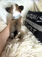 Sonny, a male Chihuahua for sale in Purvis, MS – 3 of 4