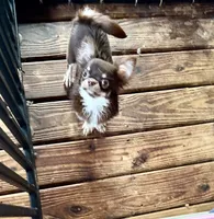 Mindy-Pet Home, a female Chihuahua for sale in Purvis, MS – 2 of 2