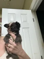 Smiley, a male Chihuahua for sale in Purvis, MS – 4 of 5