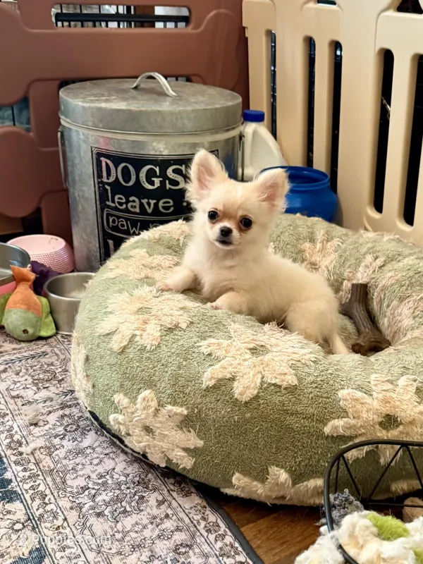 Fuffy – Chihuahua puppy for sale in Purvis, MS