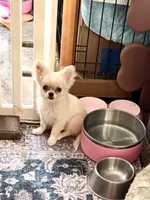 Fuffy, a male Chihuahua for sale in Purvis, MS – Photo 8 of 8