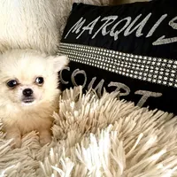 Fuffy, a male Chihuahua for sale in Purvis, MS – Photo 6 of 8