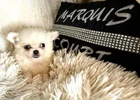 Fuffy, a male Chihuahua for sale in Purvis, MS – Photo 2 of 3