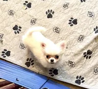 Fuffy, a male Chihuahua for sale in Purvis, MS – Photo 1 of 8