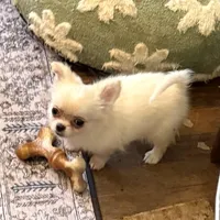 Fuffy, a male Chihuahua for sale in Purvis, MS – Photo 2 of 8