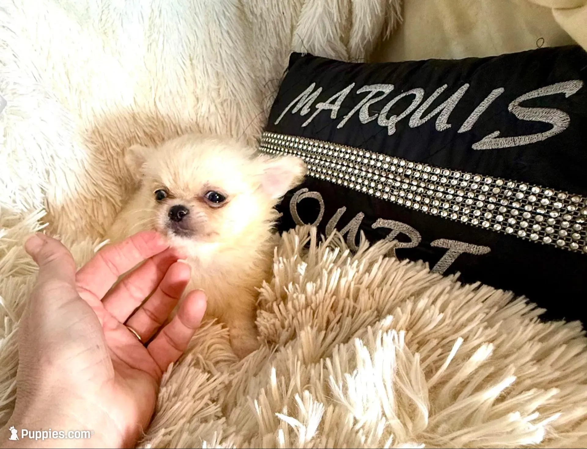 Fuffy, a male Chihuahua for sale in Purvis, MS – Photo 5 of 8