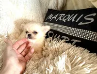 Fuffy, a male Chihuahua for sale in Purvis, MS – Photo 3 of 3