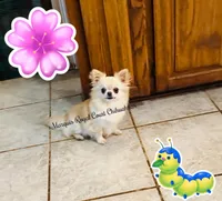 Fuffy, a male Chihuahua for sale in Purvis, MS – Photo 7 of 8