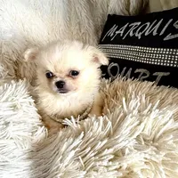 Fuffy, a male Chihuahua for sale in Purvis, MS – Photo 4 of 8