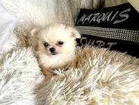 Fuffy, a male Chihuahua for sale in Purvis, MS – Photo 1 of 3