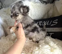 Tiny Brody, a male Chihuahua for sale in Purvis, MS – 3 of 7