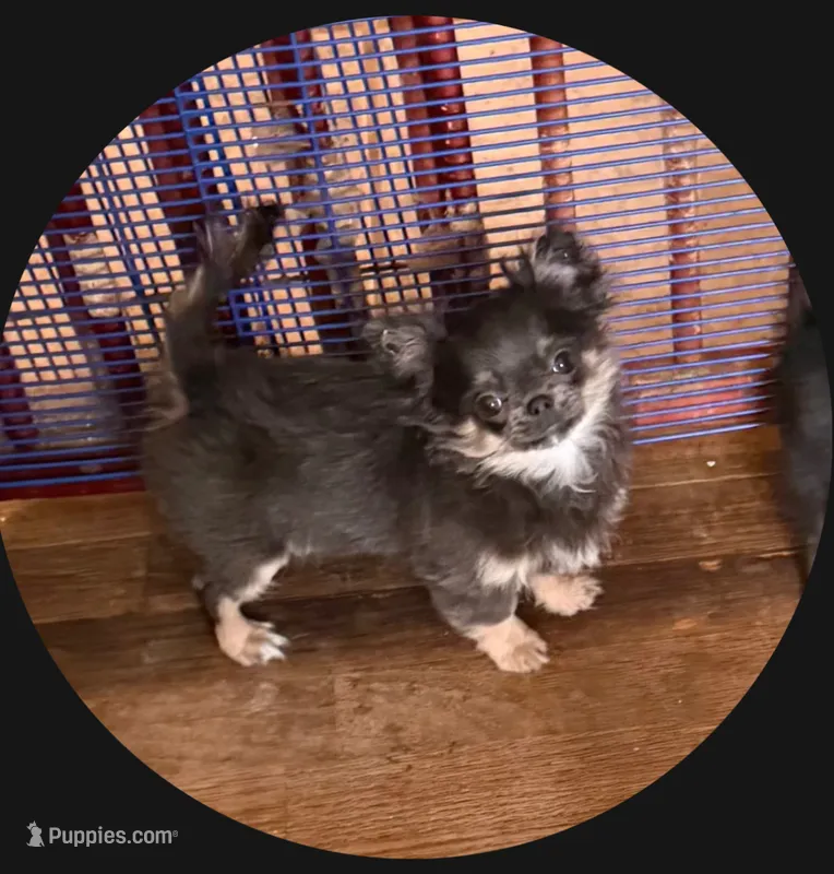 Bree – Chihuahua puppy for sale in Purvis, MS