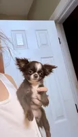 Smiley, a male Chihuahua for sale in Purvis, MS – 2 of 10