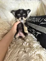 Happy, a male Chihuahua for sale in Purvis, MS – 2 of 2
