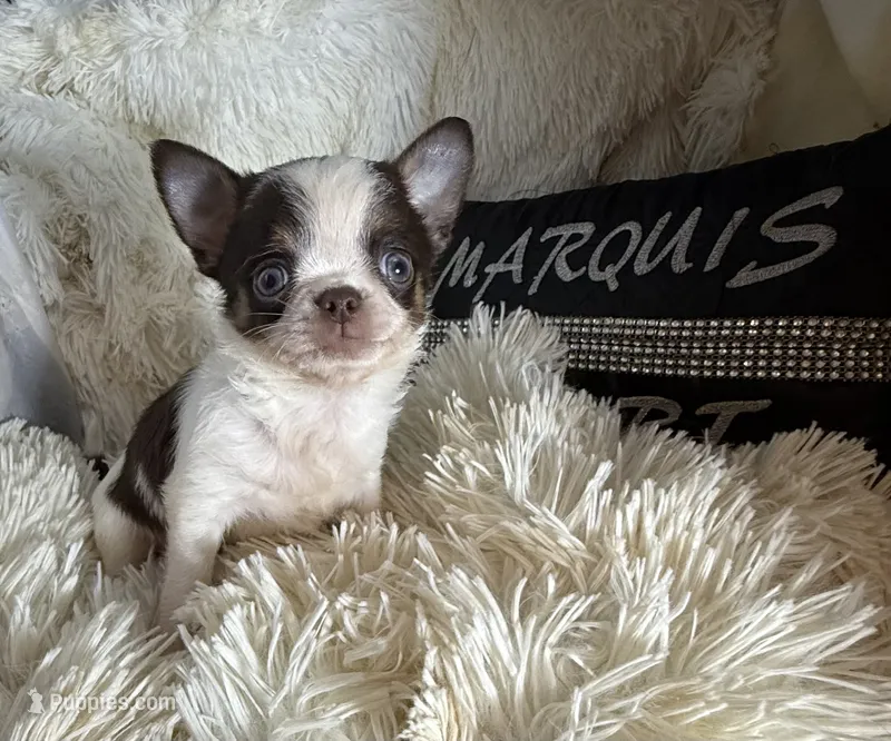 Timmy – Chihuahua puppy for sale in Purvis, MS