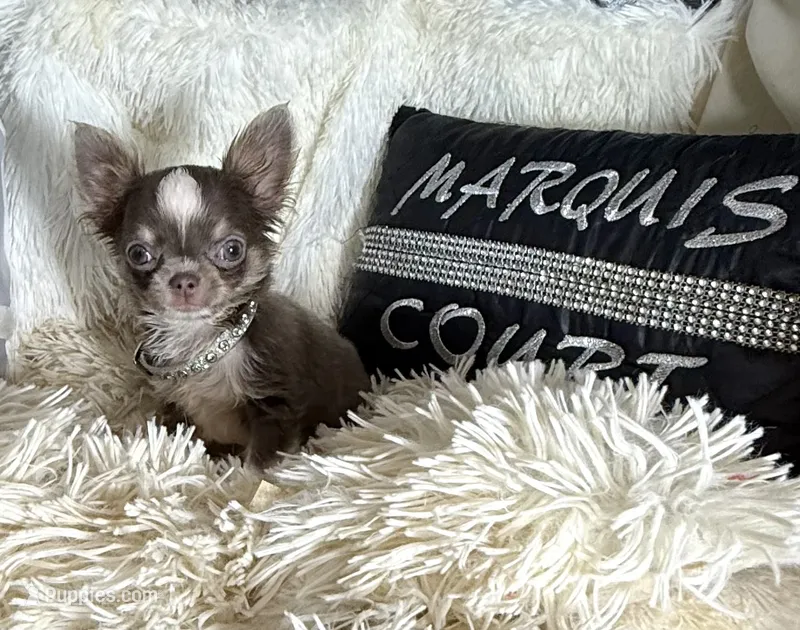 Tiny Prince – Chihuahua puppy for sale in Purvis, MS