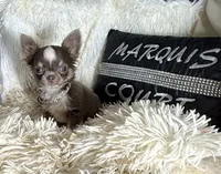 Tiny Prince, a male Chihuahua for sale in Purvis, MS – 1 of 2