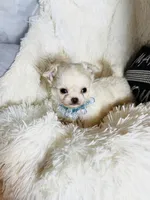 AKC Rowan, a male Chihuahua for sale in Purvis, MS – Photo 3 of 9